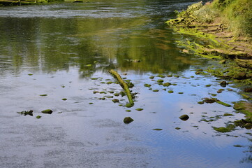 Pond in Hoh Rain Forest in Olympic National Park, Washington