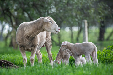 Mother sheep with her twin lambs in the green pasture.