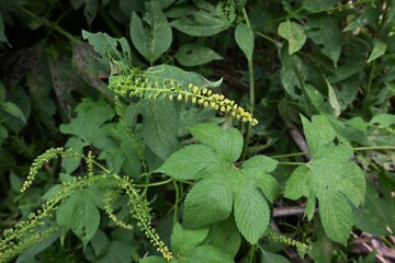 Ragweed ( Ambrosia artemisiifolia ).
Asteraceae monoecious wind-pollinated flowers. It blooms from July to October, which causes hay fever.
