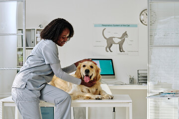 African nurse in uniform caring about domestic dog on table, she stroking her after medical procedure