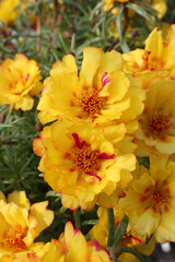 Portulaca oleracea (common purslane, little hogweed or pursley). Yellow flowers in flower pot in garden. Portulaca oleracea (common purslane) in flowerpot. Yellow flowers. Blossom, beautiful bloom