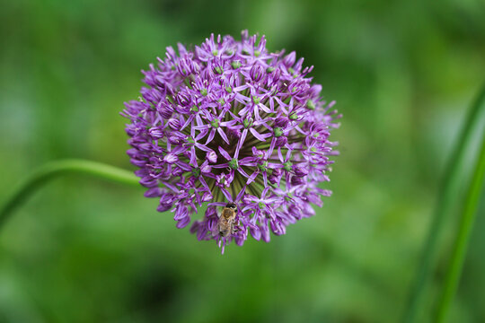 Allium leek or leek flower. beautiful round purple flower. Natural background in the summer garden