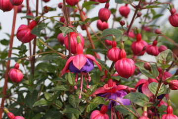 Fuchsia (onagraceae) purple flowers in flower pot in home garden. Pink flowers of fuchsia. Blossom of fuchsia in flowerpot. Bloom of fuchsia. Decorative flowers in garden. Purple floret. Indoor plant