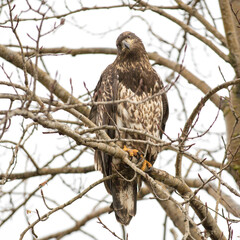 Juvenile Eagle