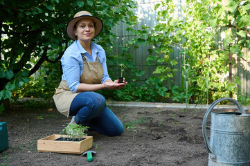 Charming multi-ethnic woman farmer in beige apron and straw hat, holding germinated tomato...