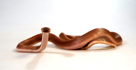 African House Snake // Afrikanische Hausschlange  (Boaedon mentalis) 