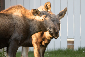 Fototapeta premium Moose Calves