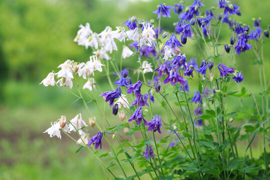 aquilegia alpina flower. beautiful floral background. Natural background in the summer garden