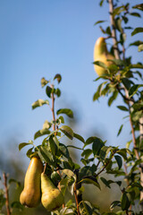 Pera en un peral (Pyrus) árbol frutal al amanecer en un campo del Mediterráneo
