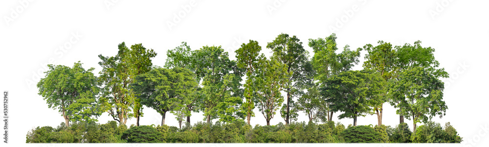 Aufkleber Green trees isolated on transparent background forest and summer foliage for both print and web with cut path and alpha channel