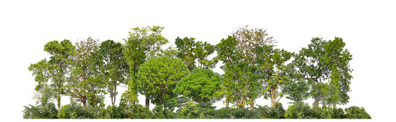Green trees isolated on transparent background forest and summer foliage for both print and web with cut path and alpha channel