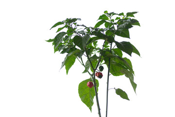 Carolina Reaper hot pepper, cultivar of the Capsicum chinense plant, hottest chili pepper in the...