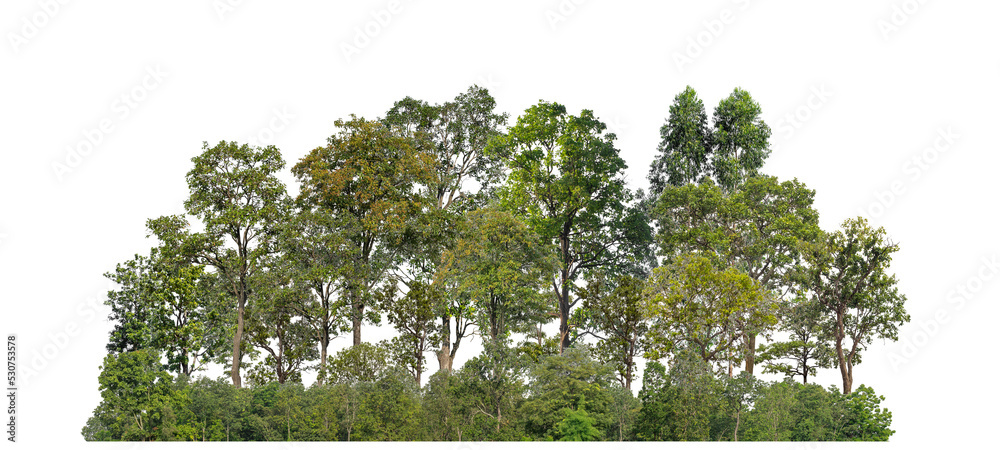 Aufkleber Green trees isolated on transparent background forest and summer foliage for both print and web with cut path and alpha channel