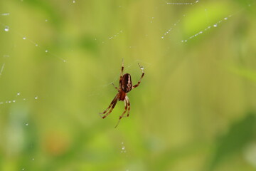 Common Web Spider