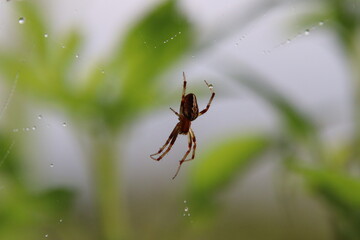 Common Web Spider