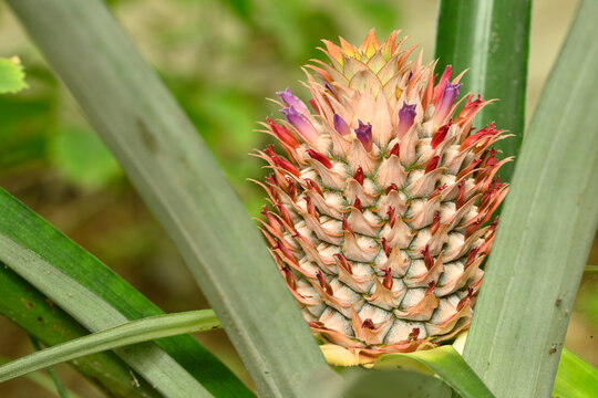 Growing pineapple fruit with flowers, Ananas comosus