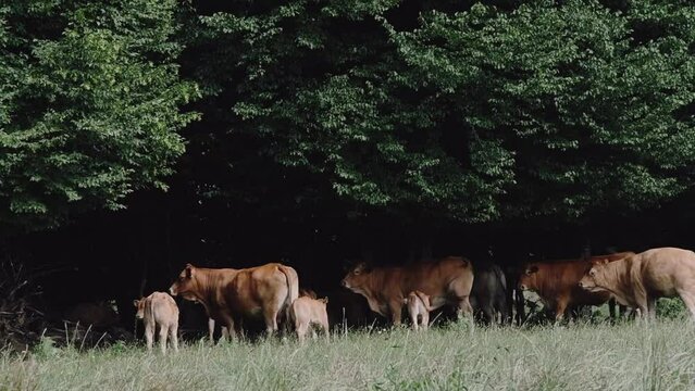 Troupeau de vaches limousines dans un champ en France