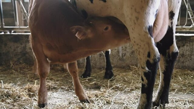 Gros plan sur la t&ecirc;te d'un petit veau limousin qui t&ecirc;te sa m&egrave;re dans une ferme en France
