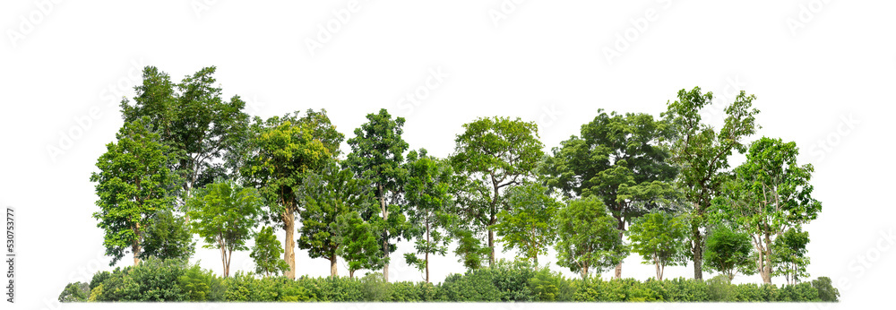 Poster Green trees isolated on transparent background forest and summer foliage for both print and web with cut path and alpha channel
