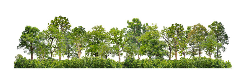 Green trees isolated on transparent background forest and summer foliage for both print and web with cut path and alpha channel