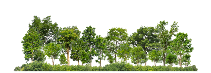 Green trees isolated on transparent background forest and summer foliage for both print and web with cut path and alpha channel