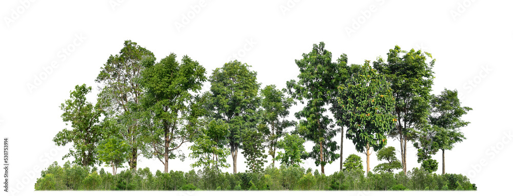 Poster Green trees isolated on transparent background forest and summer foliage for both print and web with cut path and alpha channel
