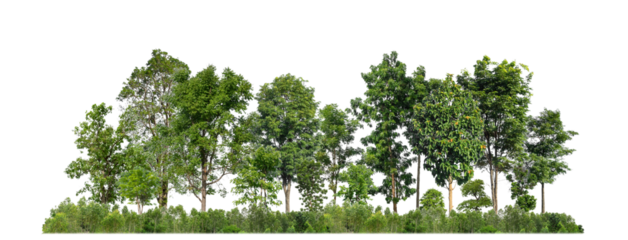 Green trees isolated on transparent background forest and summer foliage for both print and web with cut path and alpha channel