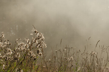 Obraz premium Beautiful fog in the forest on a summer morning. Mystical view of nature
