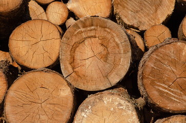 Naklejka premium Not chopped round firewood stacked in a pile, wooden texture