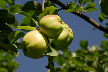Beautiful juicy apples hang on a tree in the garden against the blue sky