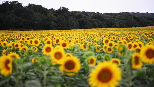 Champ de tournesol en &eacute;t&eacute; en france