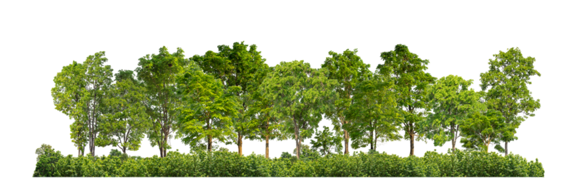 Green trees isolated on transparent background forest and summer foliage for both print and web with cut path and alpha channel