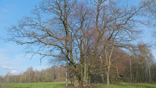 Lonely century oak tree at edge of forest on a spring day. Huge old oak tree without leaves alone stands. Tilt up.