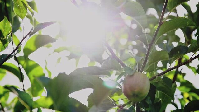 Pommes rouges sur un arbres avec le soleil qui passe &agrave; travers les branches