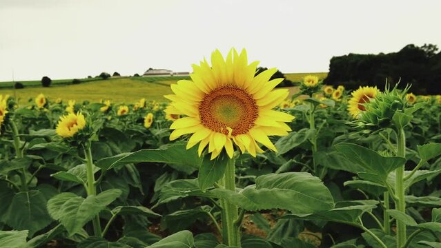Champ de tournesol en &eacute;t&eacute; en france