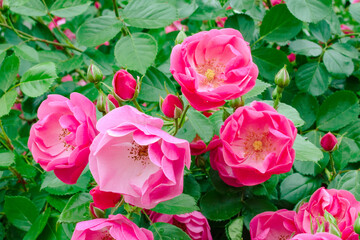 Beautiful pink angela floribunda rose among green leaves in the garden and park