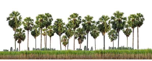 Sugar plam tree isolated on transparent background for both print and web with cut path and alpha channel.  © Sarawut