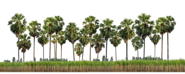 Sugar plam tree isolated on transparent background for both print and web with cut path and alpha channel.	