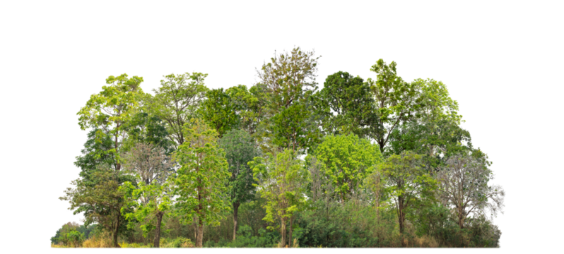 Green trees isolated on transparent background forest and summer foliage for both print and web with cut path and alpha channel