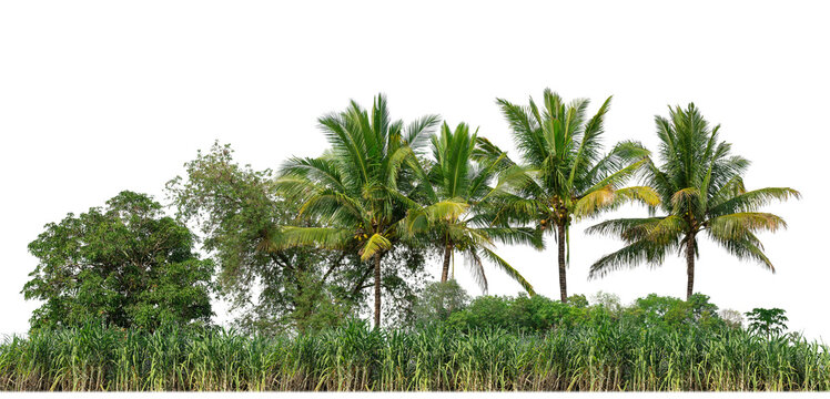 Green trees isolated on transparent background forest and summer foliage for both print and web with cut path and alpha channel
