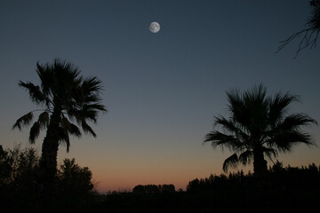 moon at sunset between two palm trees