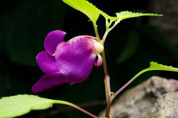 Beauty impatiens psittacina, parrot flower at Doi Luang Chiang Dao mountain, Chiang Mai, Thailand