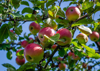 Canopy of an apple tree with ripe red fruits. Apple tree with ripe red fruits. Ripe apple fruits in the crown of the tree ready for picking.
