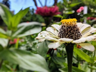 blooming yellow flower in portrait