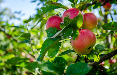 Obraz premium Canopy of an apple tree with ripe red fruits. Apple tree with ripe red fruits. Ripe apple fruits in the crown of the tree ready for picking.