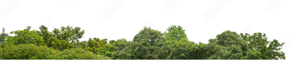 Aufkleber Green Trees on transparent background. are Forest and foliage in summer for both printing and web pages with cut path and alpha channel