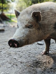 a beautiful pig portrait, say chees