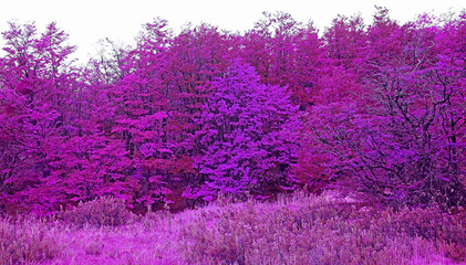 Pop art surreal style of vivid magenta purple forest