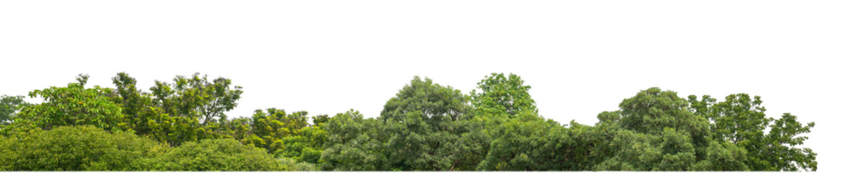Fototapeta Green Trees on transparent background. are Forest and foliage in summer for both printing and web pages with cut path and alpha channel