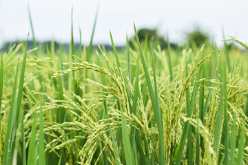 Good Rice Growth ini Field. It is at this time that the rice will begin to fill its grains, starting with a white liquid that will fill in each grain.